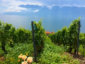 Swiss Vineyard