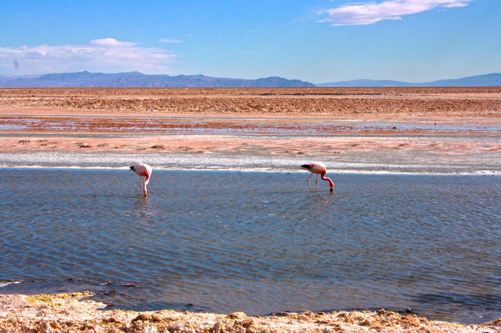 Flamencos in the Chilean salt flat or "Salar de Atacama"