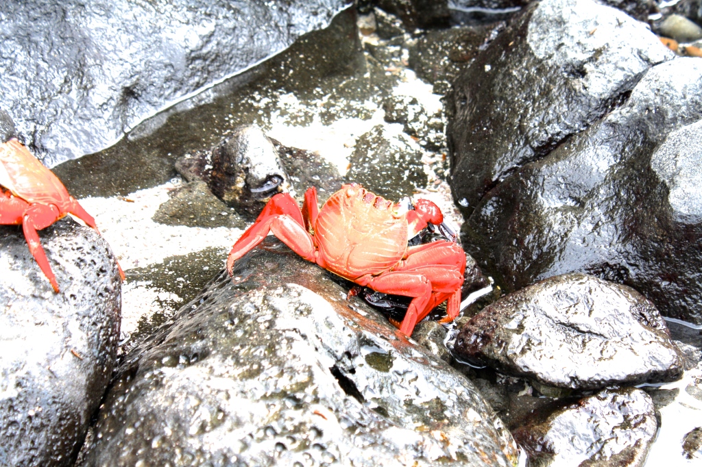 Galapagos Ecuador crab