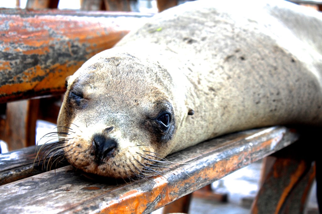 Sea Lion in the Galapagos