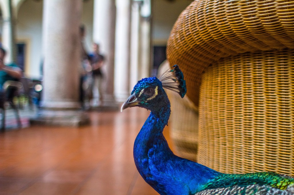 This beauty blent in with the Hotel National in the Vedado district