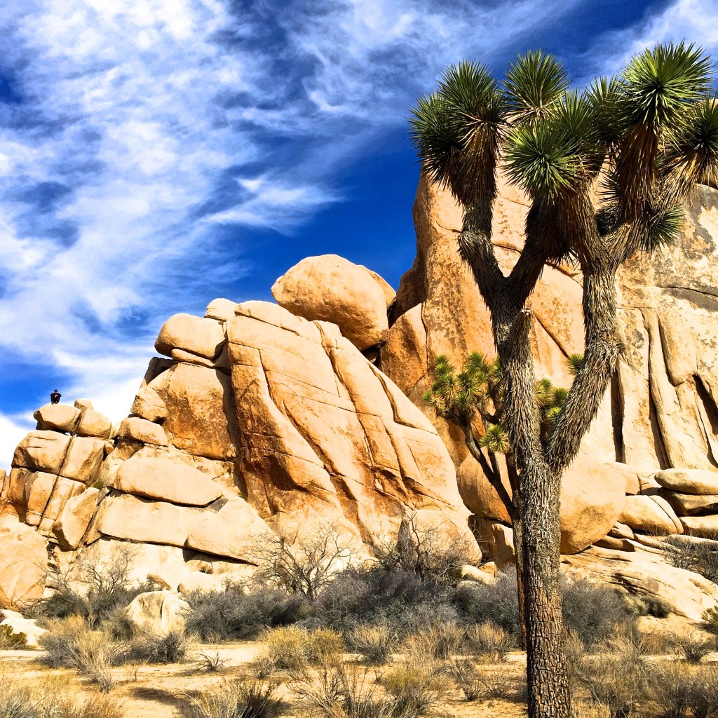Joshua Tree National Park