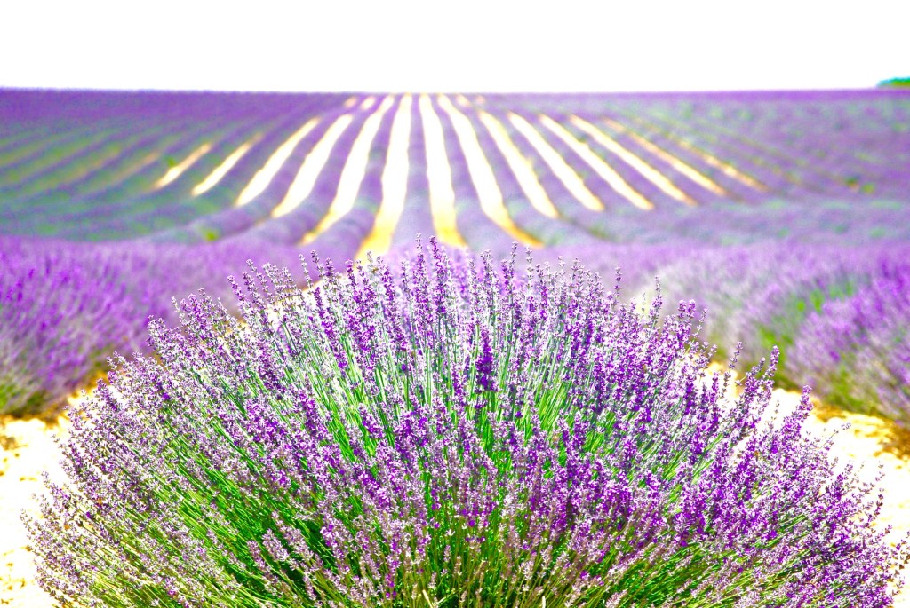 Lavender field Provence France
