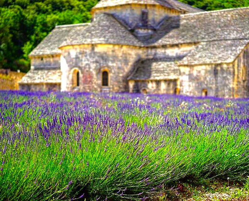 Lavender fields Provence